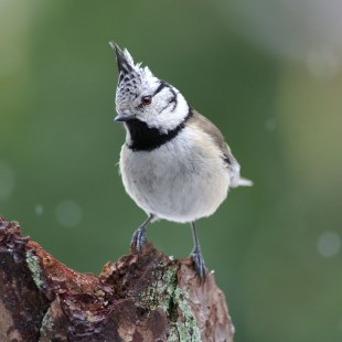 Eine Haubenmeise sitzt auf einem Ast | © LBV