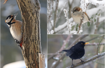 Buntspecht, Haussperling, Amsel | © Claudia Becher, Tunka Zdenek, Hartl Andreas