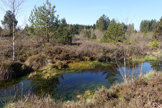 Hochmoorregeneration | © Dr.Eberhard Pfeuffer