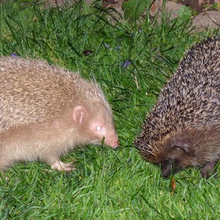 Ein sehr heller Igel und ein sehr dunkler Igel stehen sich im grünen Gras gegenüber | © Rosi