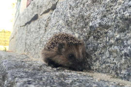 Igel läuft an einer Mauer entlang | © Martina Gehret