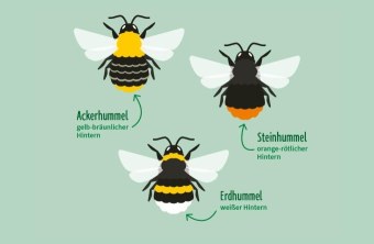Grafik zur Entdeckungsfrage zur Hummelbestimmung | © NABU/Frank Hecker