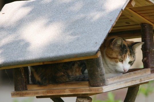 Eine rot und weiß gescheckte Katze sitzt im Vogelhaus | © Hans-Joachim Fünfstück