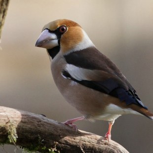 Kernbeißer auf einem dicken Ast | © Heike Wirth