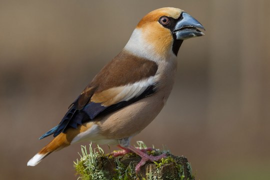 Kernbeißer auf Baumstumpf | © Andreas Giessler