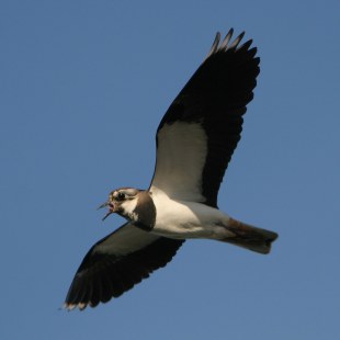 Kiebitz im Flug am Himmel | © Zdenek Tunka