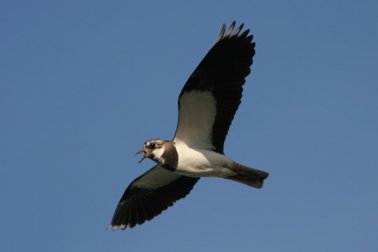 Kiebitz im Flug am Himmel | © Zdenek Tunka