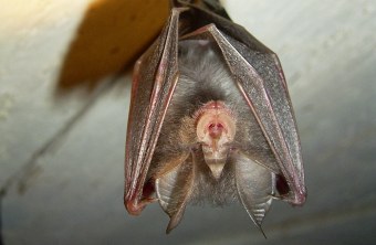 Die kleine Hufeisennase ist eine Fledermausart. Auf dem Bild hängt sie an der Decke | © Dr. Andreas Zahn