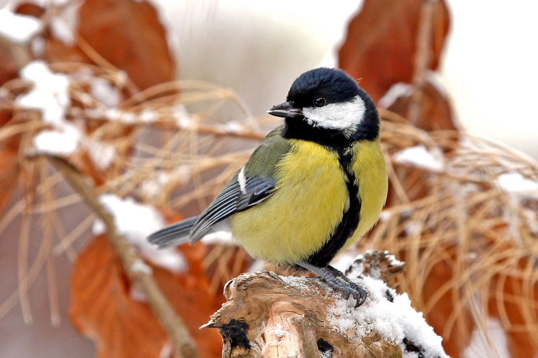 Kohlmeise | © Wolfgang Müller