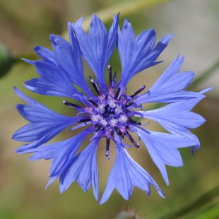 Kornblume (Cyanus segetum) | © Dr. Eberhard Pfeuffer - LBV