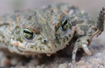 Kreuzkroete von Vorne in Nahaufnahme | © Dr. Andreas von Lindeiner