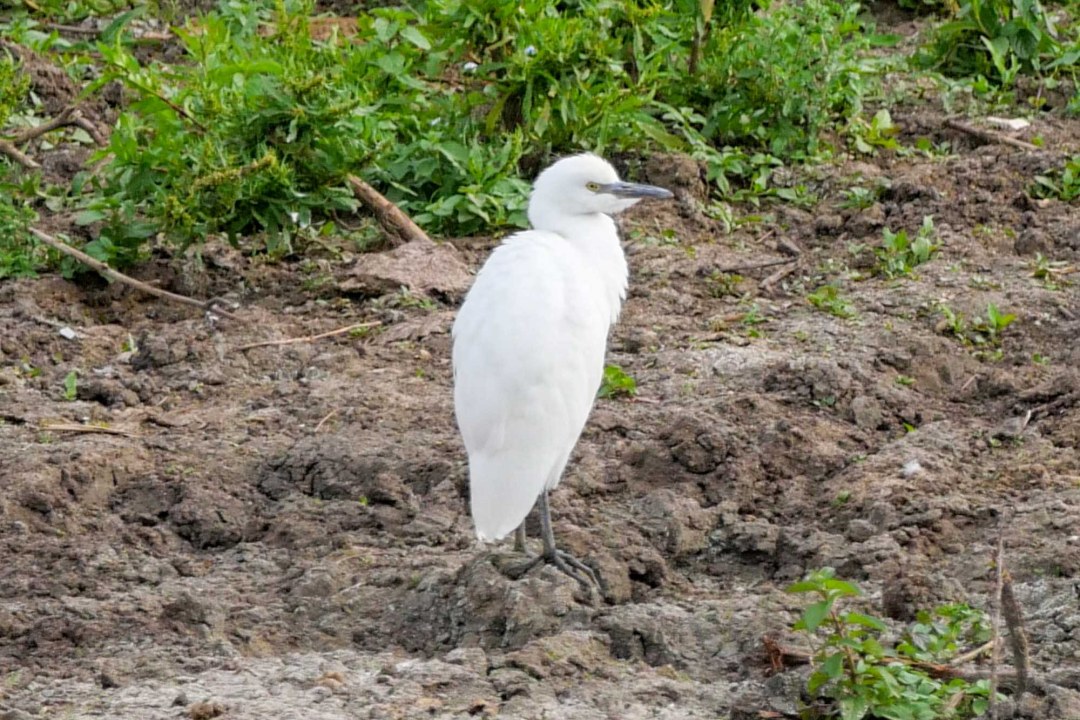 Kuhreiher-Jungvogel am Altmühlsee | © Sonja Dollhopf