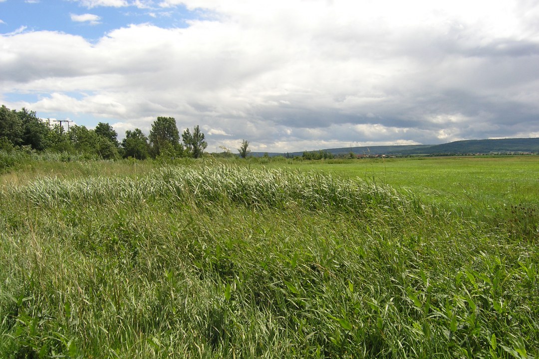 Renaturierte Altmühlwiesen im LBV-Schutzgebiet Altmühlwiese | © Christiane Geidel