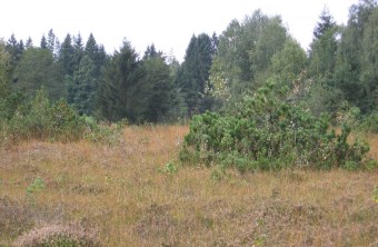 Preisinger Moos | © Sabine Pröls