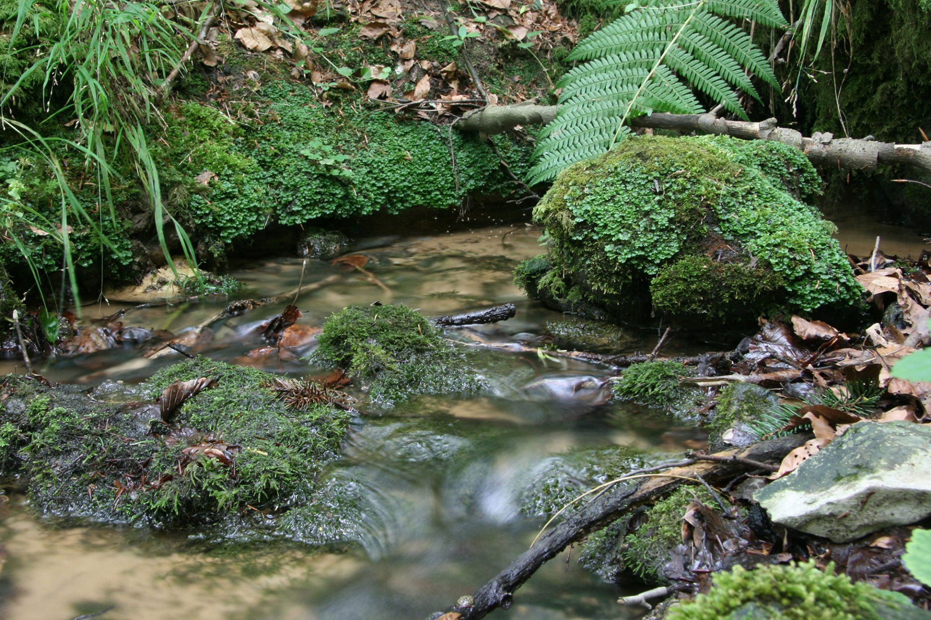 Quelle in einem LBV-Schutzgebiet  | © Julia Römheld