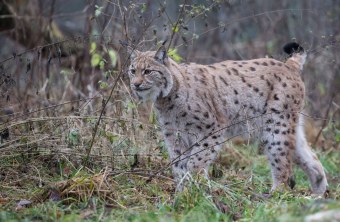 Luchs | © Ralph Sturm