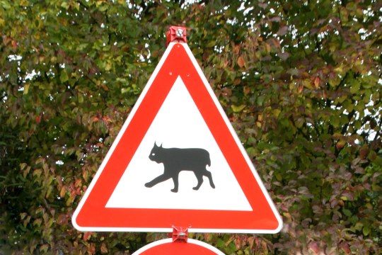 Warnschild mit einer Luchsschilouette | © Anna Schäffer