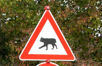 Warnschild mit einer Luchsschilouette | © Anna Schäffer