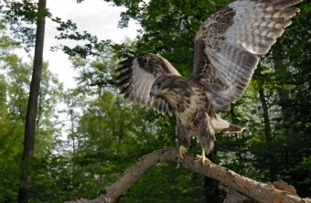 Mäusebussard breitet seine Flügel für den Abflug aus | © Thomas Stephan