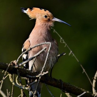 Wiedehopf | © Matthias Meyer