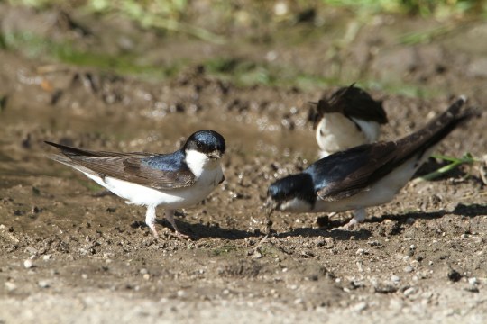 Mehlschwalben sammeln Nistmaterial | © H.-J. Fünfstück