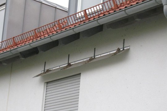 Ein Mehlschwalbennest mit einem Kotbrett an einer Hauswand | @ Sylvia Weber
