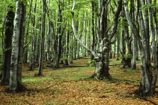 Naturnaher Buchenwald in der Rhön | © Dr. Eberhard Pfeuffer