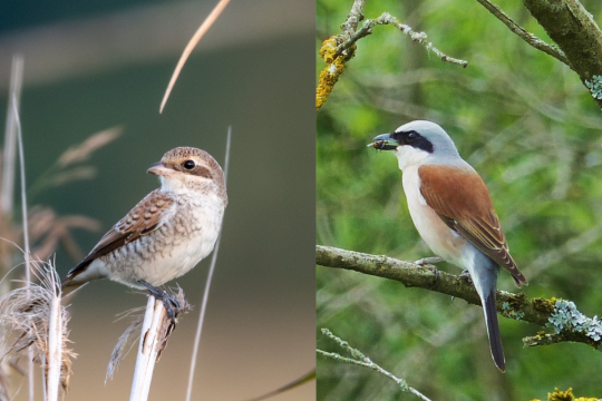 Neuntöter Weibchen und Männchen | © Nils Dinter und Friedrich Hartl