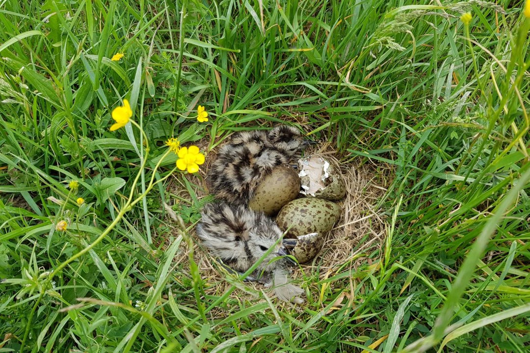 Nistmulde mit Brachvogelküken | © Verena Rupprecht