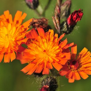 Orangefarbiges Habichtskraut | © Klaus Müller