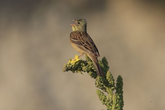 Ein Ortolan-Männchen sitzt singend auf einer Pflanze | © Heinz Tuschl