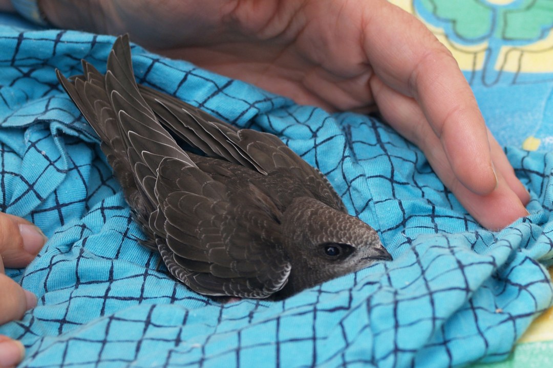 Mauersegler in Pflege | P. Altrichter