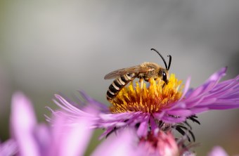 Gelbbindige Furchenbiene | © Dr. Eberhard Pfeuffer