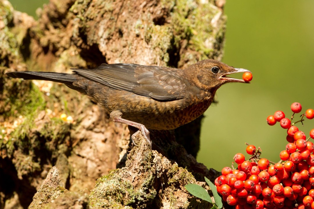 Amsel frisst Beere | © Rosl Rössner