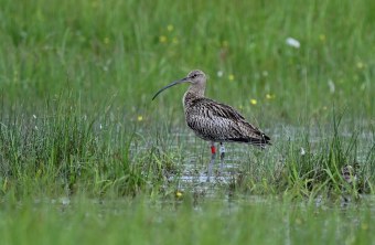 Brachvogel Ludwig im Naturschutzgebiet Regentalaue im Mai 2024 | © Peter Zach