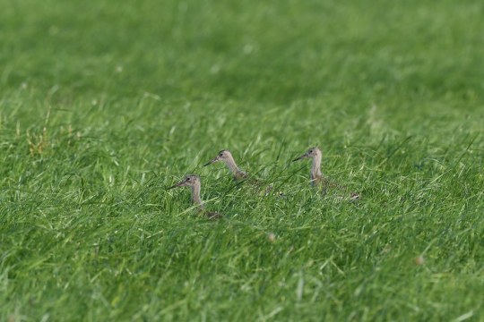 Uferschnepfe in der Wiese | © Peter Zach