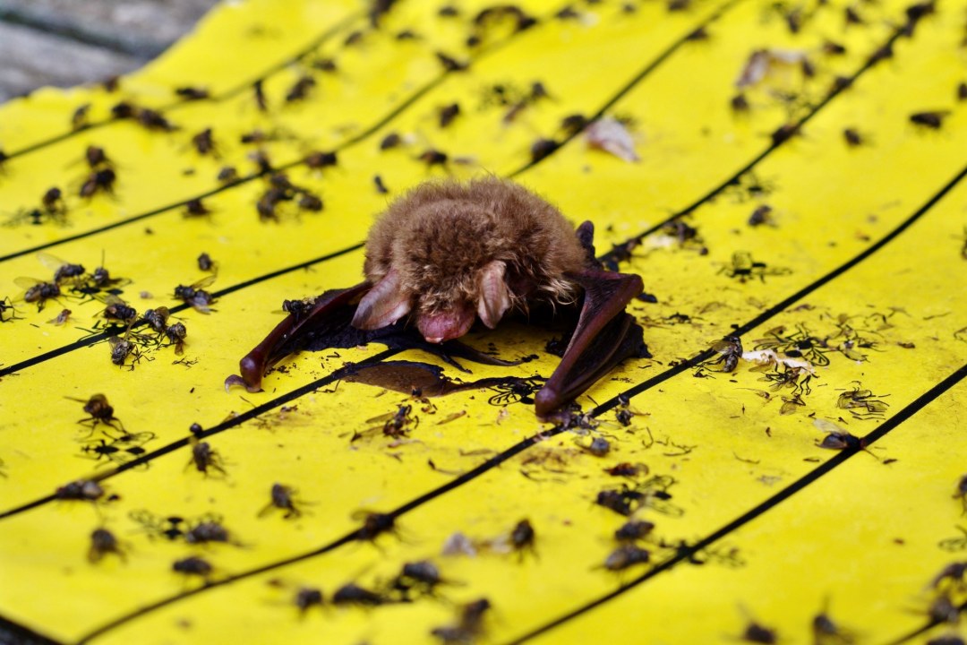 Fransenfledermaus auf Klebefalle | © Christian Söder