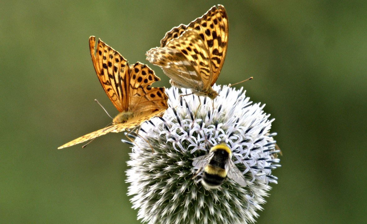 Zwei Perlmuttfalter und eine Hummel | © Sigrid Pfeifer