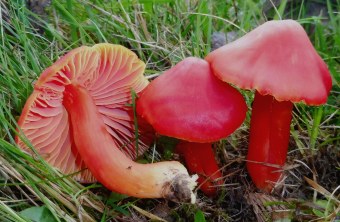 Drei prachtvolle Saftlinge stehen leuchtend rot im Gras | © Rudi Markones