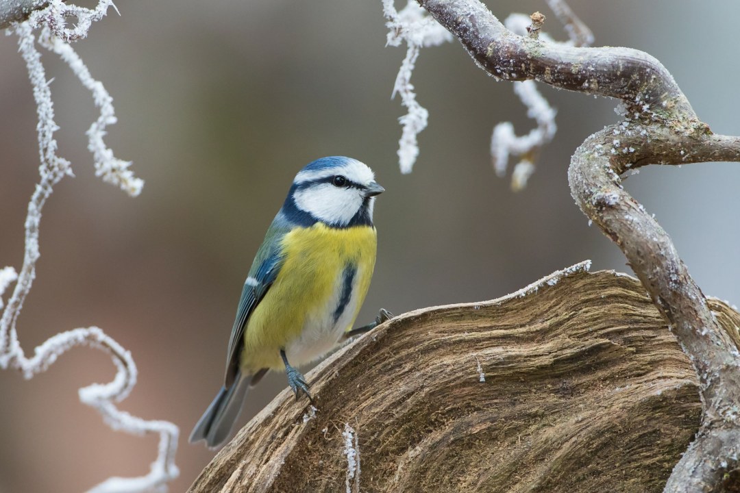 Blaumeise | © Erich Obster