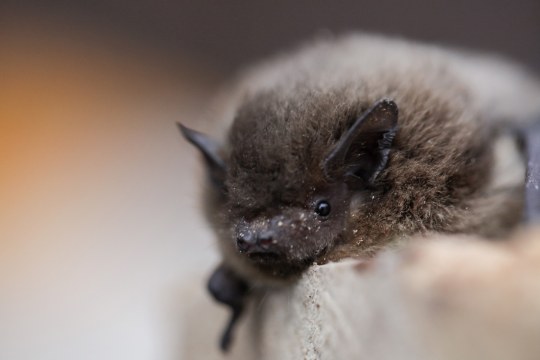 Rauhhaut-Fledermaus auf der Hand | © Ralph Sturm