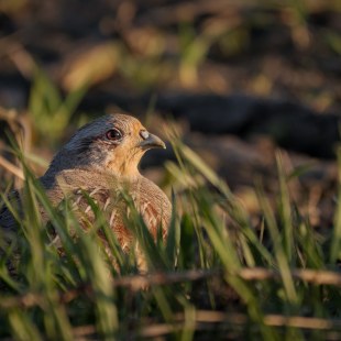 Rebhuhn im Gras | © Holger Frank