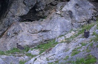 Recka und Dagmar in der Auswilderungsnische - Weitwinkel  | © Markus Leitner
