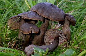 Mehrere Rötende Saftlinge wachsen im saftigen Gras | © Rudi Markones
