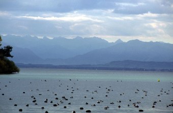 Enten schwimmen bei Roseninsel im Starnberger See | © A. Saitner