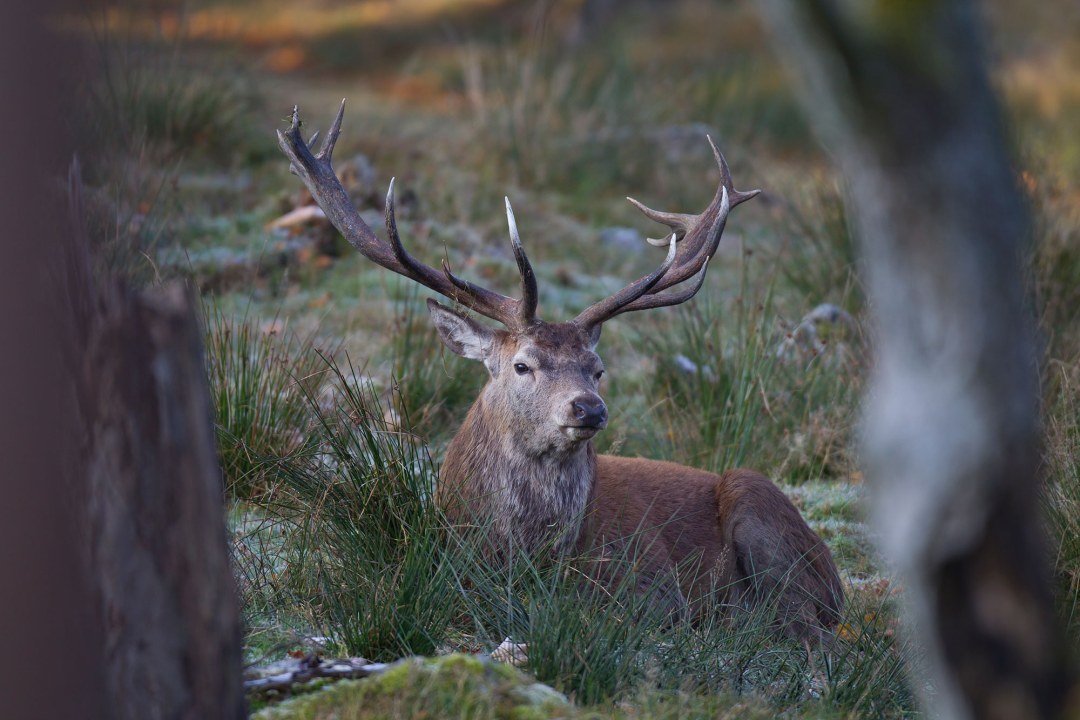 Rothirsch liegt im Wald auf einer Wiese | © Marcus Bosch