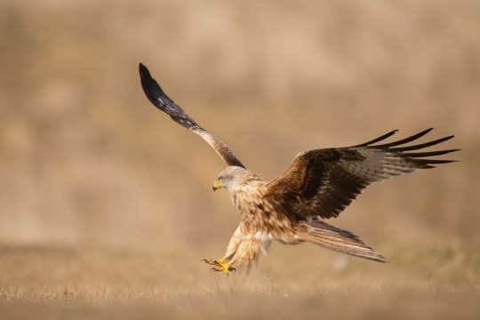 Rotmilan im Landeanflug | © Josef Baumgartner
