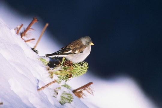 Schneesperling im Schnee | © H.-J. Fünfstück