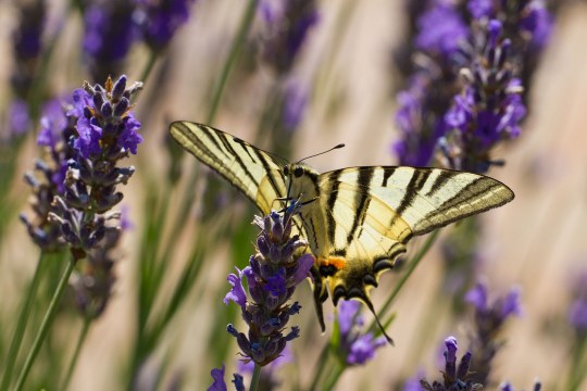Segelfalter auf Lavendel | © Andreas Hartl