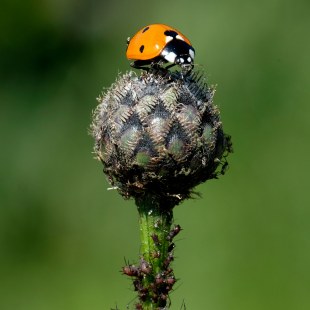 Siebenpunkt-Marienkäfer sitzt auf mit Blattläusen befallener Knospe | © Dr. Eberhard Pfeuffer